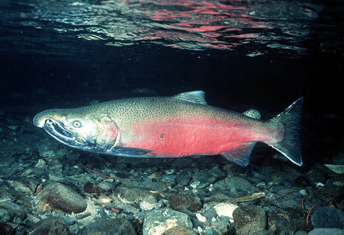 coho-salmon1.jpg