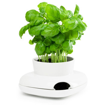 Herb Pots IPPINKA