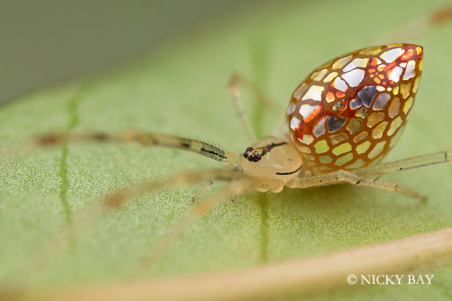 These Are the Most Exquisitely Weird Spiders You Will Ever See Wired Science