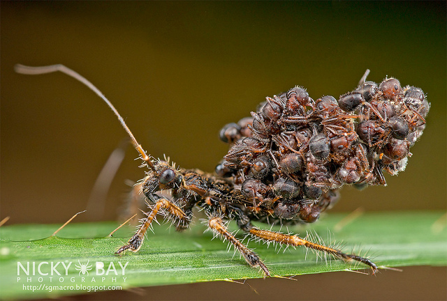 Gruesome Tactics of an Ant Snatching Assassin Bug