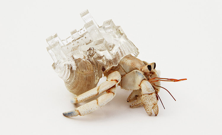 1 Why Not Hand over a Shelter To Hermit Crabs An Artist Gives Hermit Crabs Crazy New Homes Co Design business innovation design