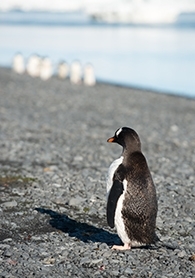 Eric Pooley In Antarctica an Up Close Look at Climate Change Stanford Graduate School of Business