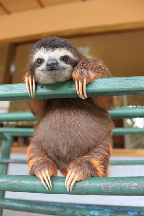 Ridiculously Photogenic Baby Sloth Imgur