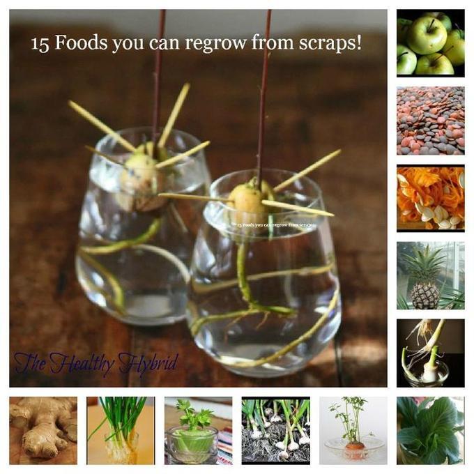 15 foods you can regrow from scraps 