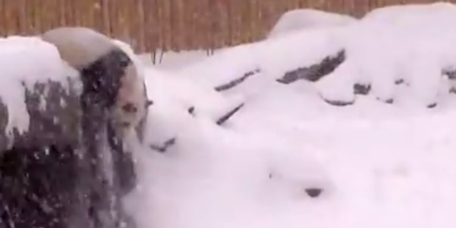 The Daily Dot This giant panda loves winter more than you ever could