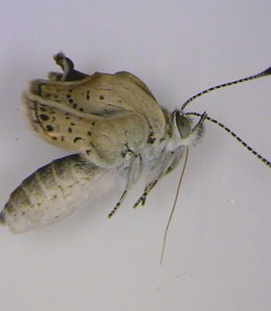 Mutant Japanese Butterflies 