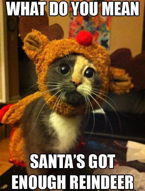 christmas cat what do you mean santas got enough reindeer meme Imgur