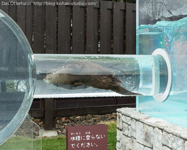 The Keikyu Aburatsubo Marine Park Otter exhibit is pretty cool Album on Imgur