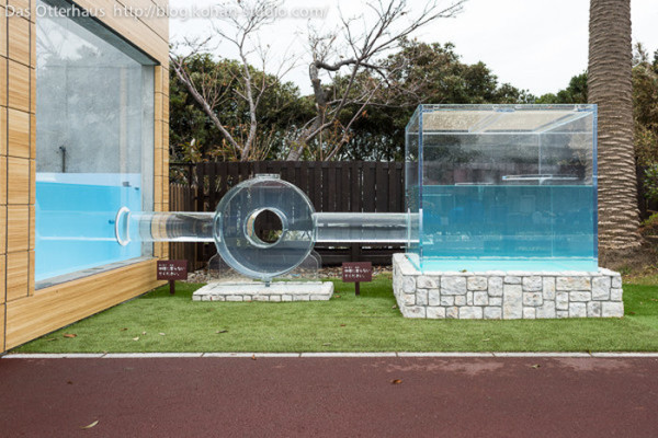 The Keikyu Aburatsubo Marine Park Otter exhibit is pretty cool Album on Imgur