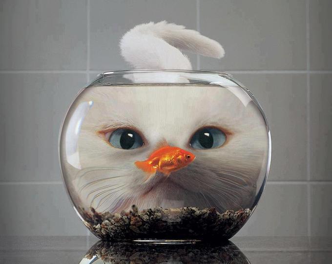 Cat Fishbowl gif