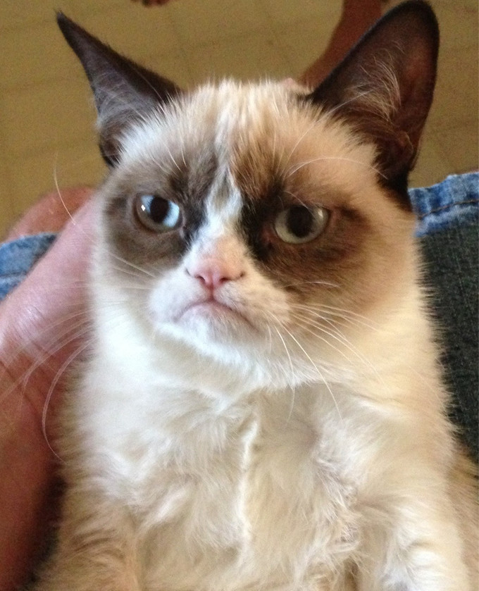 The Very Best Grumpy Cat gifs