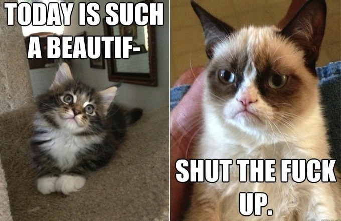 Today is such a beautif STFU meme Grumpy Cat